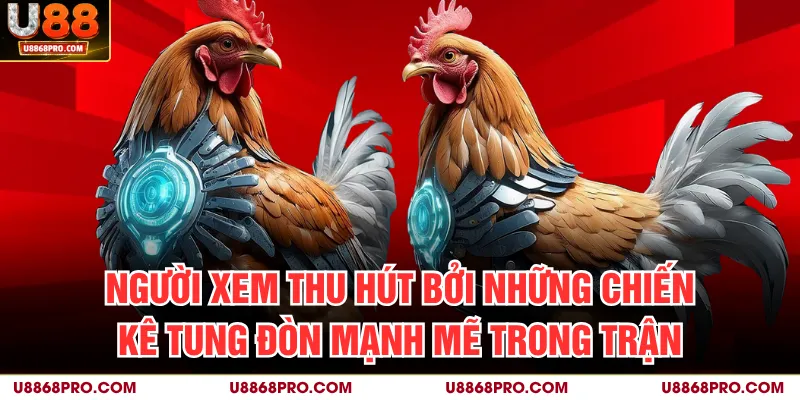 Người xem thu hút bởi những chiến kê tung đòn mạnh mẽ trong trận